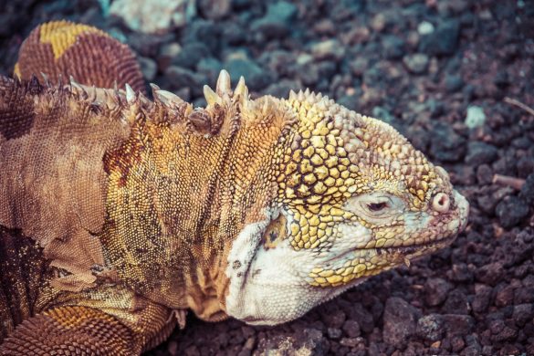 Ecuador Santa Cruz Galapagos Darwin Station Iguana Backpacking Backpacker Travel