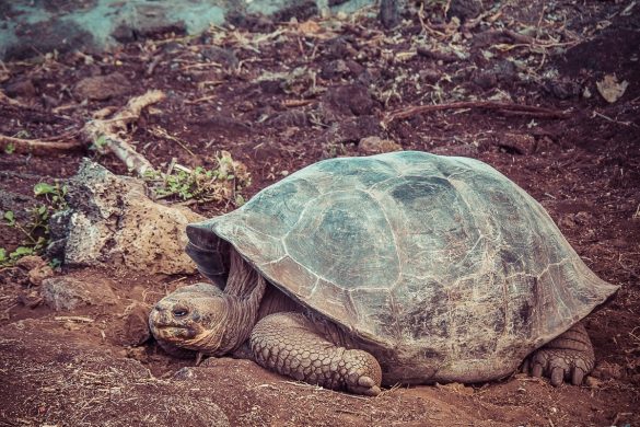 Ecuador Santa Cruz Galapagos Darwin Station Turtles Backpacking Backpacker Travel