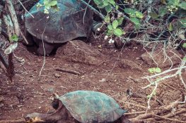 Ecuador Santa Cruz Galapagos Darwin Station Turtles Backpacking Backpacker Travel