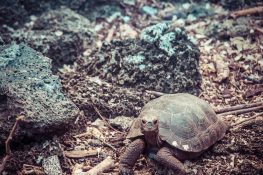 Ecuador Santa Cruz Galapagos Darwin Station Turtles Backpacking Backpacker Travel