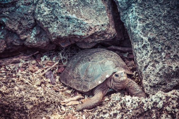 Ecuador Santa Cruz Galapagos Darwin Station Turtles Backpacking Backpacker Travel