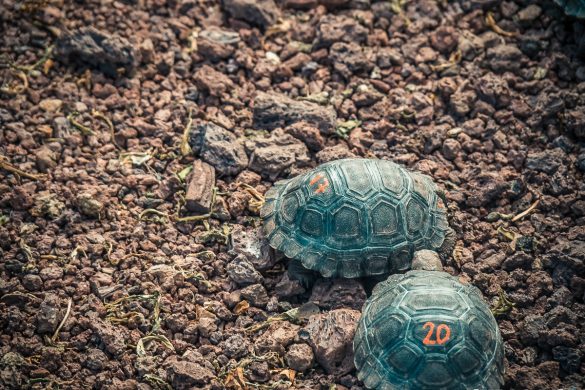 Ecuador Santa Cruz Galapagos Darwin Station Turtles Backpacking Backpacker Travel