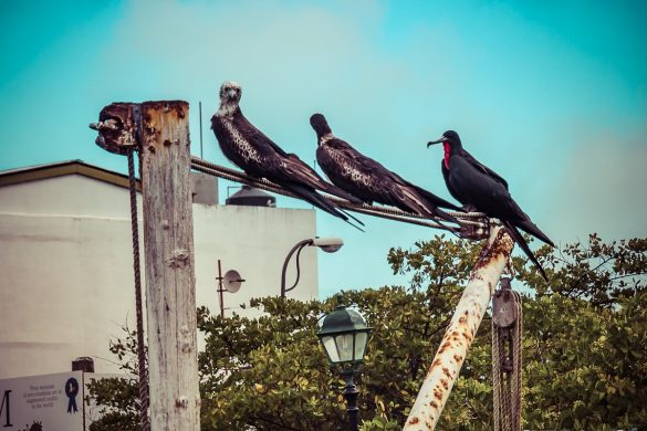 Ecuador Santa Cruz Galapagos Fregate Bird Backpacking Backpacker Travel