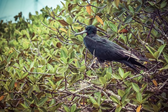 Ecuador Santa Cruz Galapagos Fregate Bird Backpacking Backpacker Travel