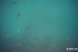 Ecuador Santa Cruz Galapagos Gordon Rocks Scuba Diving Fish Backpacking Backpacker Travel