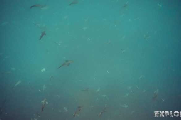 Ecuador Santa Cruz Galapagos Gordon Rocks Scuba Diving Fish Backpacking Backpacker Travel