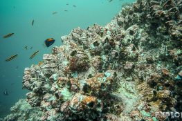 Ecuador Santa Cruz Galapagos Gordon Rocks Scuba Diving Fish Backpacking Backpacker Travel