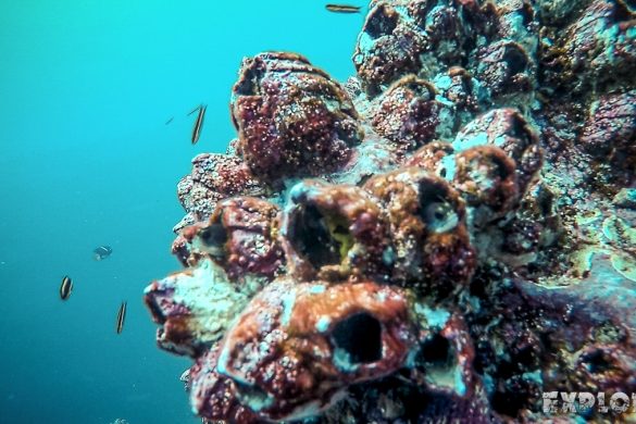 Ecuador Santa Cruz Galapagos Gordon Rocks Scuba Diving Fish Backpacking Backpacker Travel