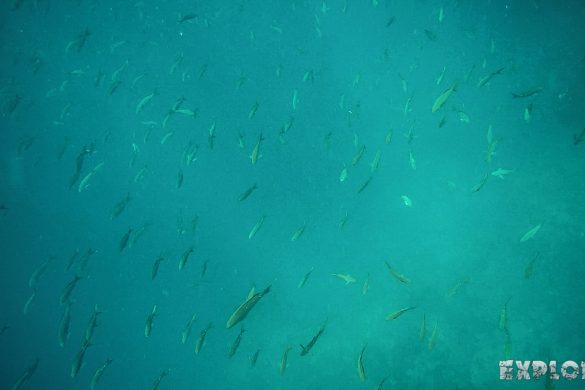 Ecuador Santa Cruz Galapagos Gordon Rocks Scuba Diving Hammerhead Shark Backpacking Backpacker Travel