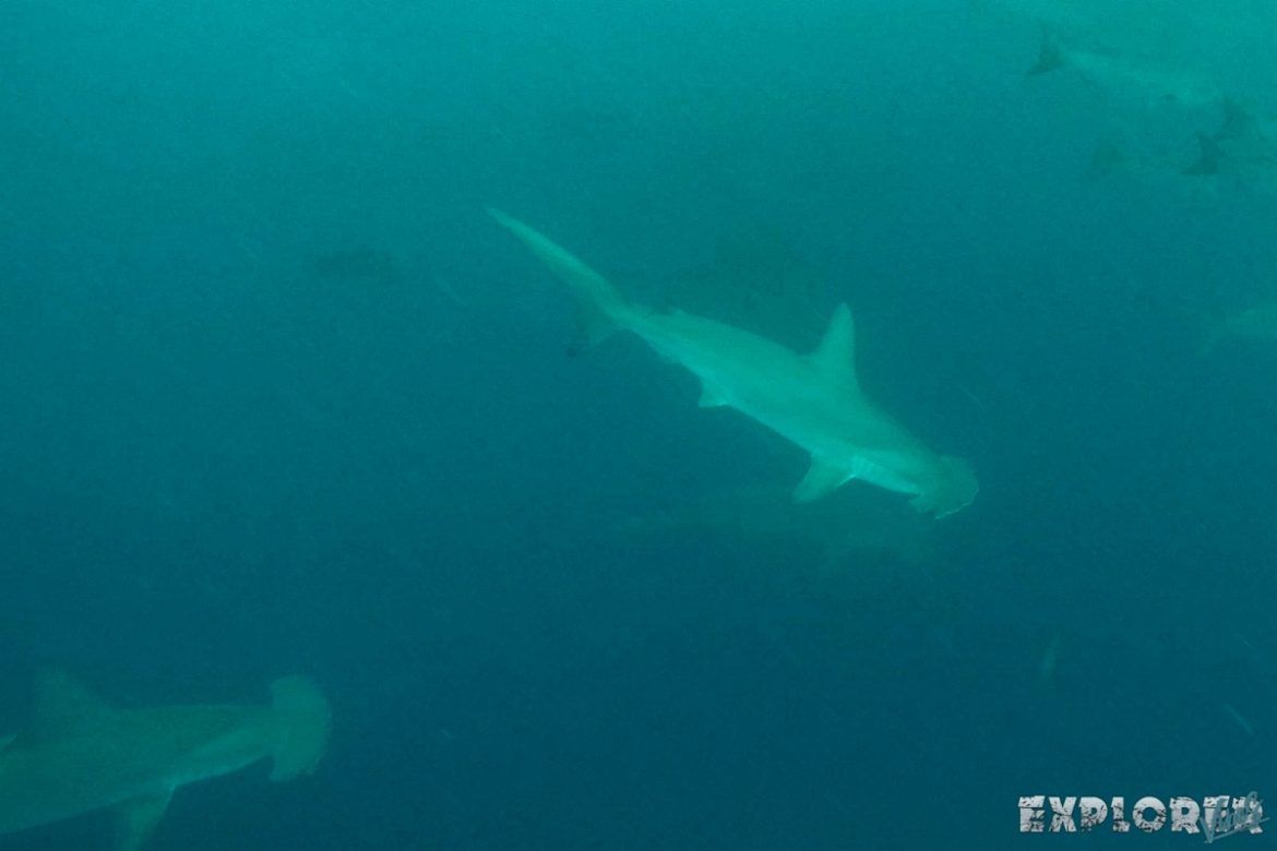 Ecuador Santa Cruz Galapagos Gordon Rocks Scuba Diving Hammerhead Shark Backpacking Backpacker Travel