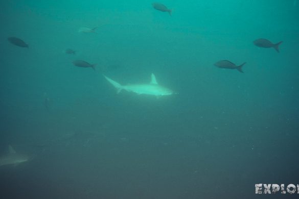 Ecuador Santa Cruz Galapagos Gordon Rocks Scuba Diving Hammerhead Shark Backpacking Backpacker Travel