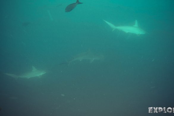 Ecuador Santa Cruz Galapagos Gordon Rocks Scuba Diving Hammerhead Shark Backpacking Backpacker Travel