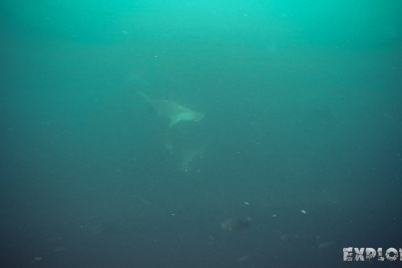 Ecuador Santa Cruz Galapagos Gordon Rocks Scuba Diving Hammerhead Shark Backpacking Backpacker Travel