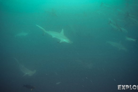 Ecuador Santa Cruz Galapagos Gordon Rocks Scuba Diving Hammerhead Shark Backpacking Backpacker Travel