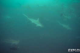 Ecuador Santa Cruz Galapagos Gordon Rocks Scuba Diving Hammerhead Shark Backpacking Backpacker Travel