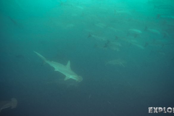 Ecuador Santa Cruz Galapagos Gordon Rocks Scuba Diving Hammerhead Shark Backpacking Backpacker Travel