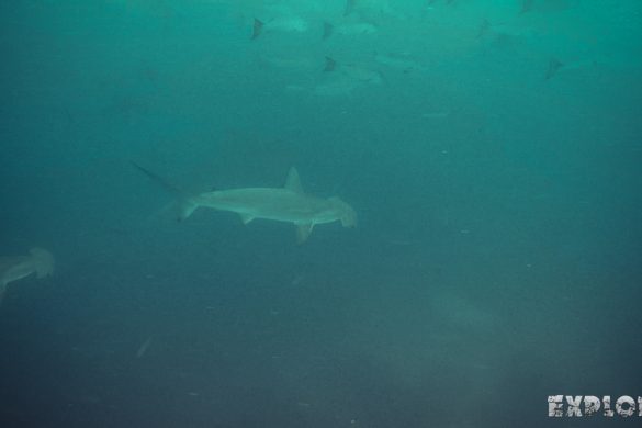 Ecuador Santa Cruz Galapagos Gordon Rocks Scuba Diving Hammerhead Shark Backpacking Backpacker Travel