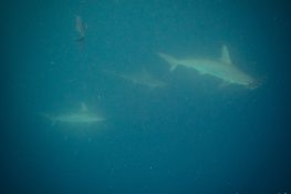 Ecuador Santa Cruz Galapagos Gordon Rocks Scuba Diving Hammerhead Shark Backpacking Backpacker Travel