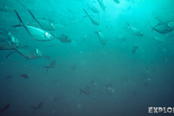 Ecuador Santa Cruz Galapagos Gordon Rocks Scuba Diving Jacks Backpacking Backpacker Travel