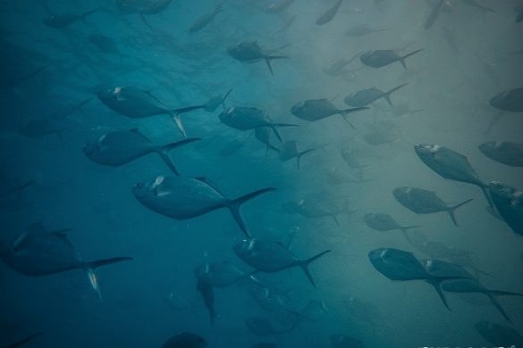 Ecuador Santa Cruz Galapagos Gordon Rocks Scuba Diving Jacks Backpacking Backpacker Travel