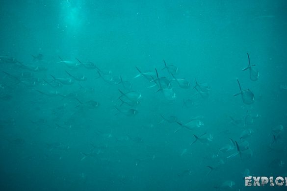 Ecuador Santa Cruz Galapagos Gordon Rocks Scuba Diving Jacks Backpacking Backpacker Travel