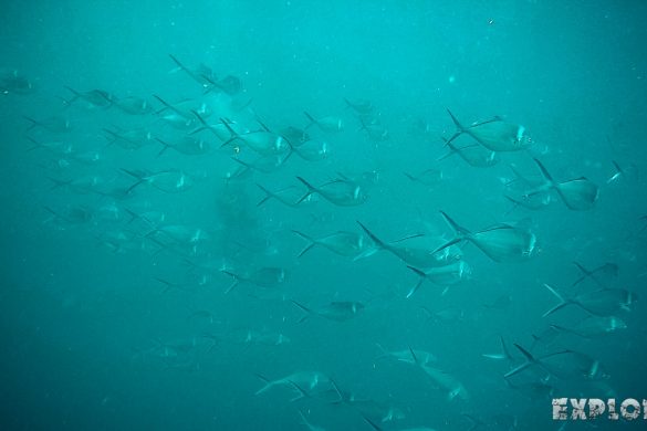 Ecuador Santa Cruz Galapagos Gordon Rocks Scuba Diving Jacks Backpacking Backpacker Travel