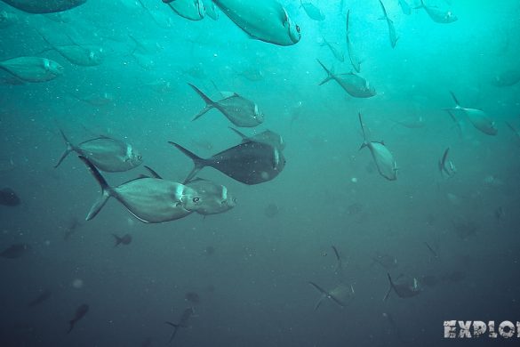 Ecuador Santa Cruz Galapagos Gordon Rocks Scuba Diving Jacks Backpacking Backpacker Travel