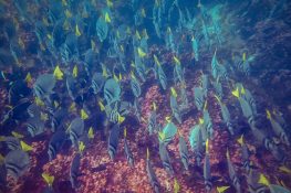 Ecuador Santa Cruz Galapagos Gordon Rocks Scuba Diving Razor Surgeonfish Backpacking Backpacker Travel