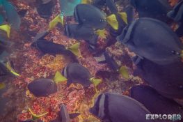 Ecuador Santa Cruz Galapagos Gordon Rocks Scuba Diving Razor Surgeonfish Backpacking Backpacker Travel