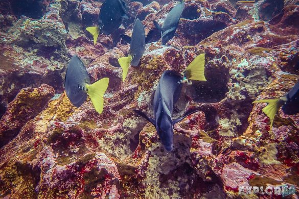 Ecuador Santa Cruz Galapagos Gordon Rocks Scuba Diving Razor Surgeonfish Backpacking Backpacker Travel
