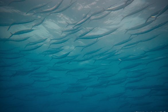 Ecuador Santa Cruz Galapagos Gordon Rocks Scuba Diving Sea Needle Backpacking Backpacker Travel
