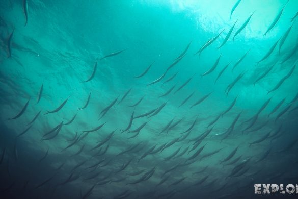 Ecuador Santa Cruz Galapagos Gordon Rocks Scuba Diving Sea Needle Backpacking Backpacker Travel