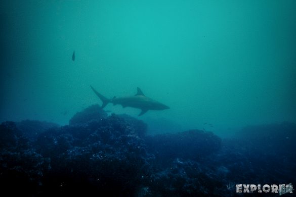 Ecuador Santa Cruz Galapagos Gordon Rocks Scuba Diving Shark Backpacking Backpacker Travel
