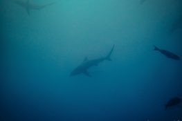Ecuador Santa Cruz Galapagos Gordon Rocks Scuba Diving Shark Backpacking Backpacker Travel