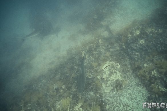 Ecuador Santa Cruz Galapagos Gordon Rocks Scuba Diving Shark Backpacking Backpacker Travel