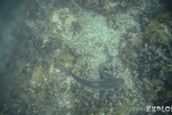 Ecuador Santa Cruz Galapagos Gordon Rocks Scuba Diving Shark Backpacking Backpacker Travel