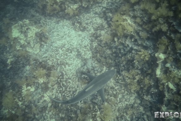 Ecuador Santa Cruz Galapagos Gordon Rocks Scuba Diving Shark Backpacking Backpacker Travel