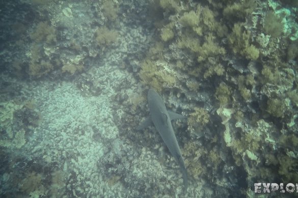 Ecuador Santa Cruz Galapagos Gordon Rocks Scuba Diving Shark Backpacking Backpacker Travel