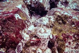 Ecuador Santa Cruz Galapagos Gordon Rocks Scuba Diving Stonefish Backpacking Backpacker Travel
