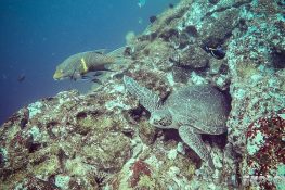 Ecuador Santa Cruz Galapagos Gordon Rocks Scuba Diving Turtle Backpacking Backpacker Travel