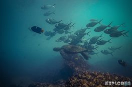 Ecuador Santa Cruz Galapagos Gordon Rocks Scuba Diving Turtle Backpacking Backpacker Travel