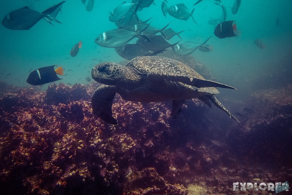 Ecuador Santa Cruz Galapagos Gordon Rocks Scuba Diving Turtle Backpacking Backpacker Travel