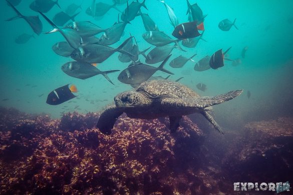 Ecuador Santa Cruz Galapagos Gordon Rocks Scuba Diving Turtle Backpacking Backpacker Travel