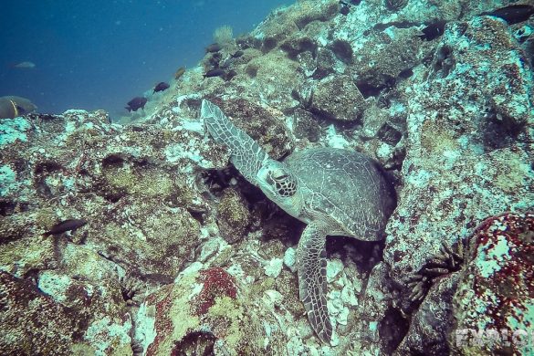 Ecuador Santa Cruz Galapagos Gordon Rocks Scuba Diving Turtle Backpacking Backpacker Travel