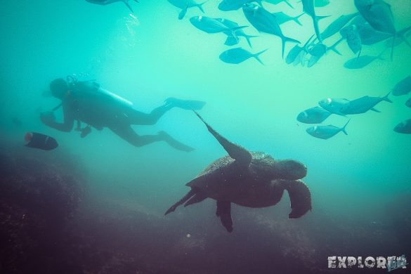 Ecuador Santa Cruz Galapagos Gordon Rocks Scuba Diving Turtle Backpacking Backpacker Travel