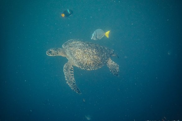 Ecuador Santa Cruz Galapagos Gordon Rocks Scuba Diving Turtle Backpacking Backpacker Travel