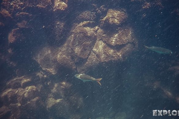 Ecuador Santa Cruz Galapagos Las Grietas Snorkeling Backpacking Backpacker Travel