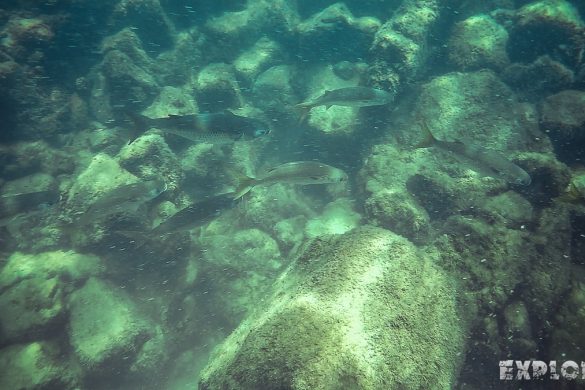 Ecuador Santa Cruz Galapagos Las Grietas Snorkeling Backpacking Backpacker Travel