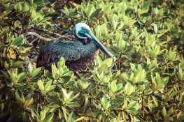 Ecuador Santa Cruz Galapagos Pelican Backpacking Backpacker Travel