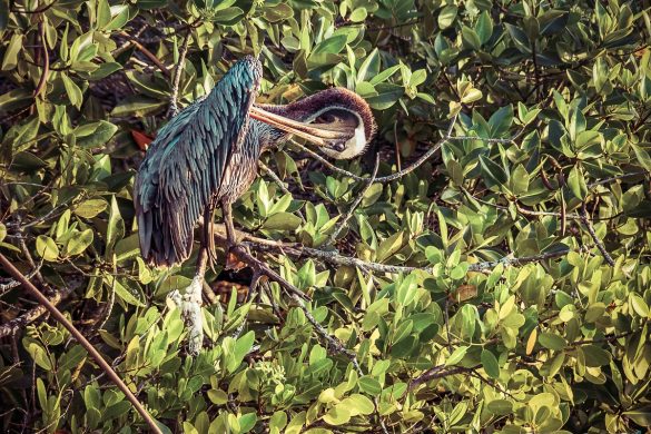 Ecuador Santa Cruz Galapagos Pelican Backpacking Backpacker Travel